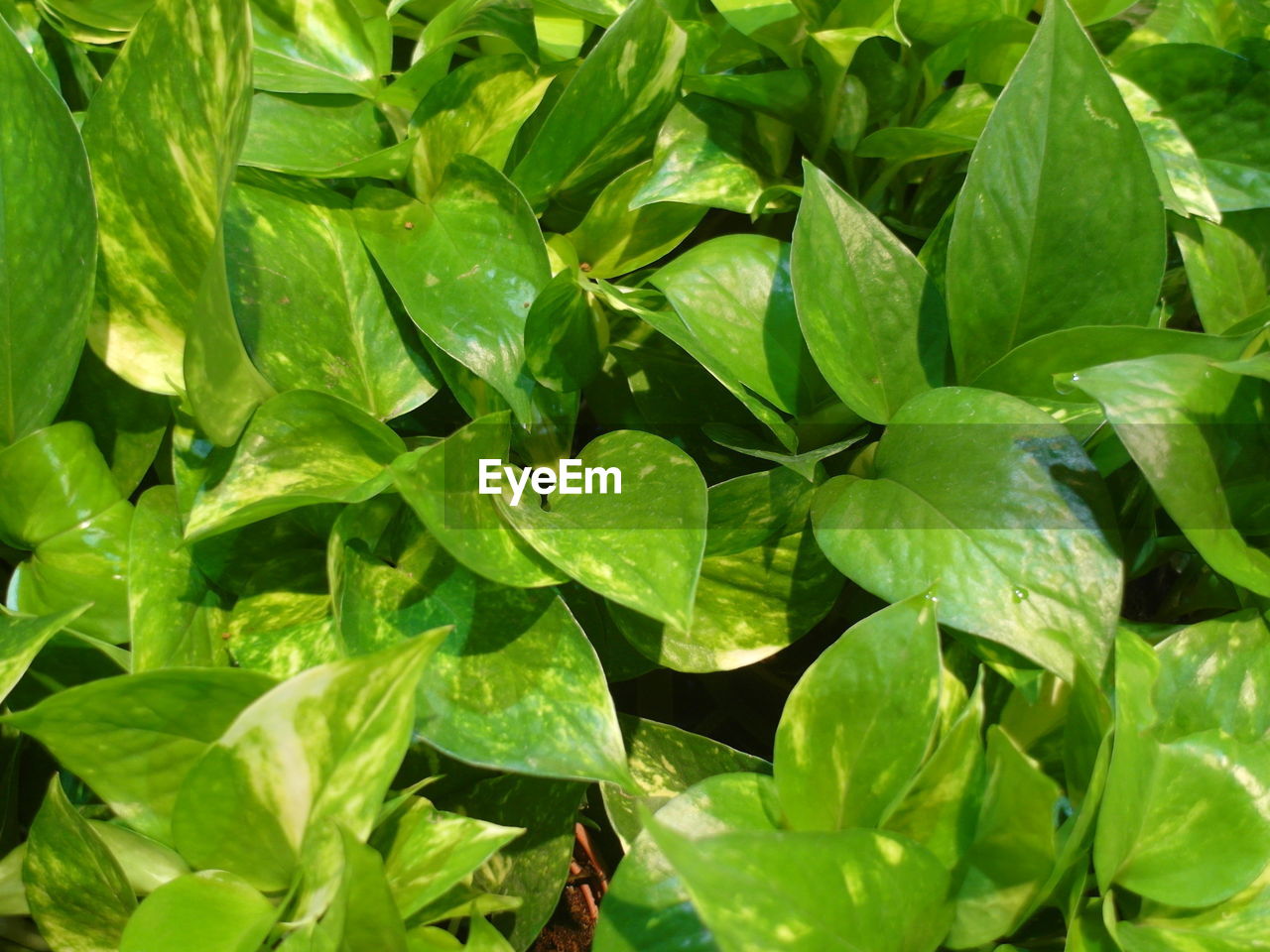 full frame shot of green leaves