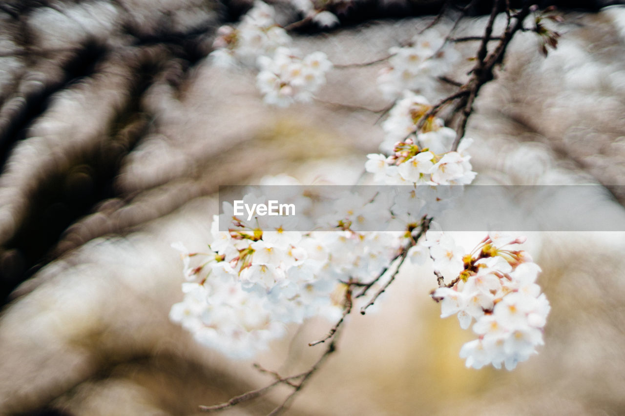 CLOSE-UP OF WHITE CHERRY BLOSSOM