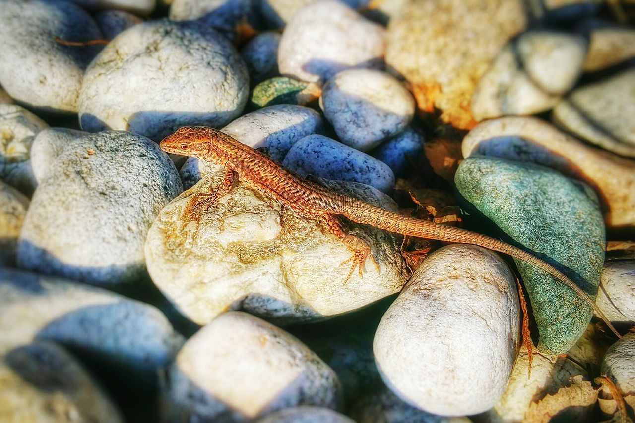 FULL FRAME SHOT OF PEBBLES