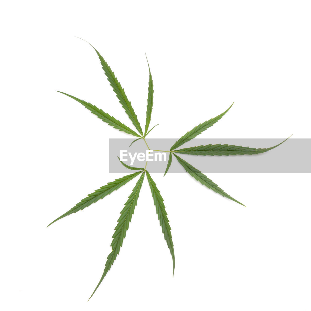 cannabis, medicine, healthcare and medicine, herbal medicine, herb, leaf, plant part, cannabis plant, narcotic, plant, green, cut out, alternative medicine, food and drink, white background, food, nature, line, branch, recreational drug, studio shot, no people, cannabis - narcotic, flower, plant stem, indoors, close-up