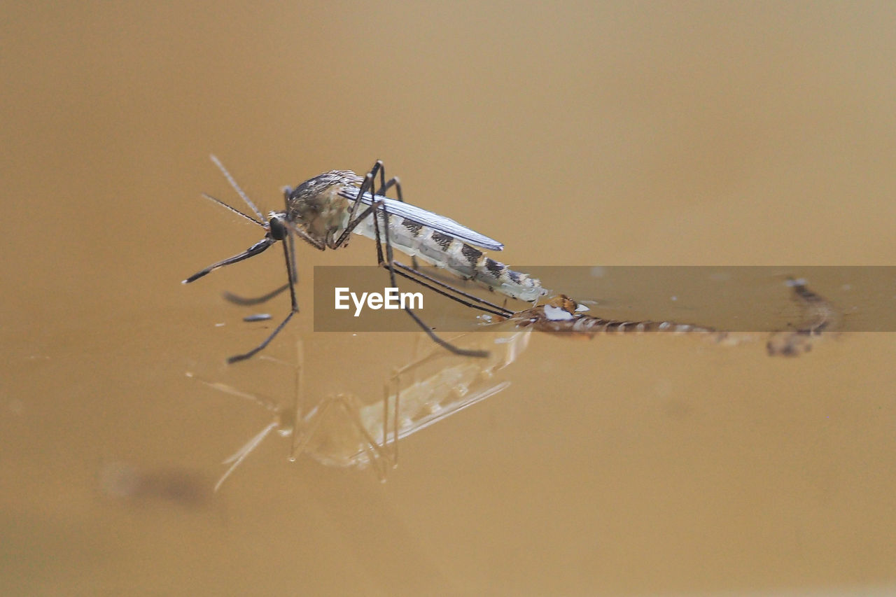 Close-up of mosquito