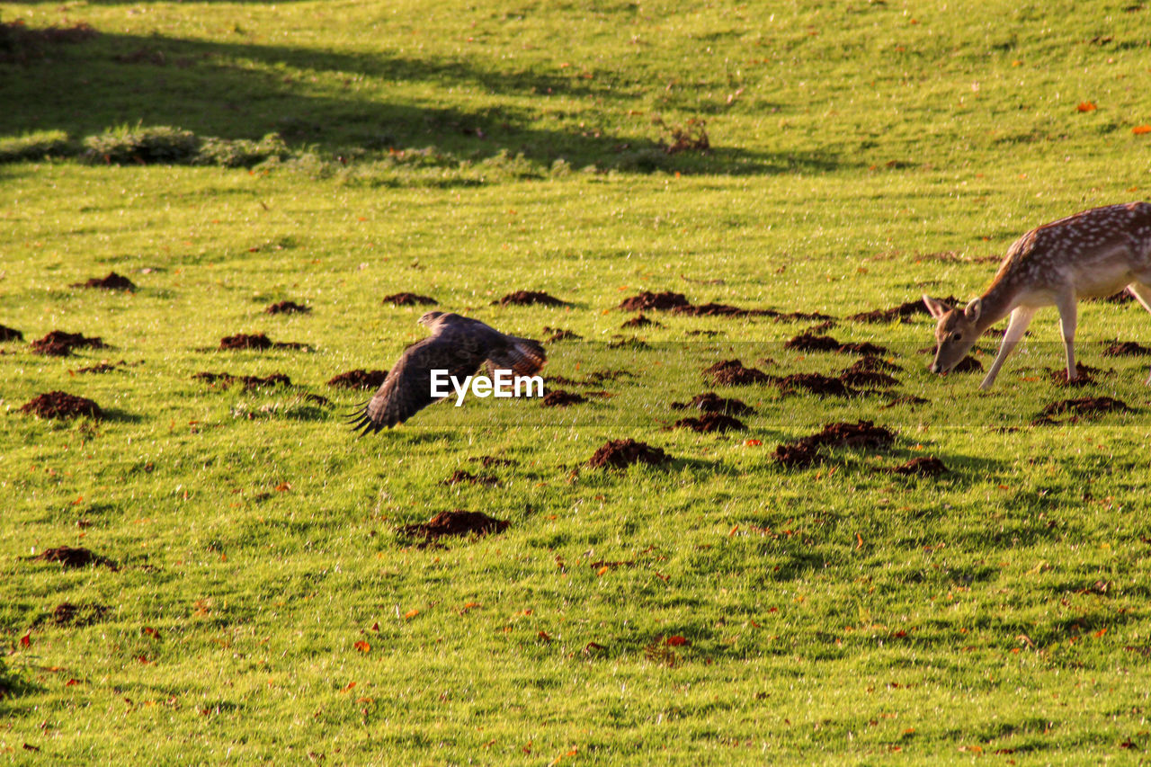 View of deer on grassy field