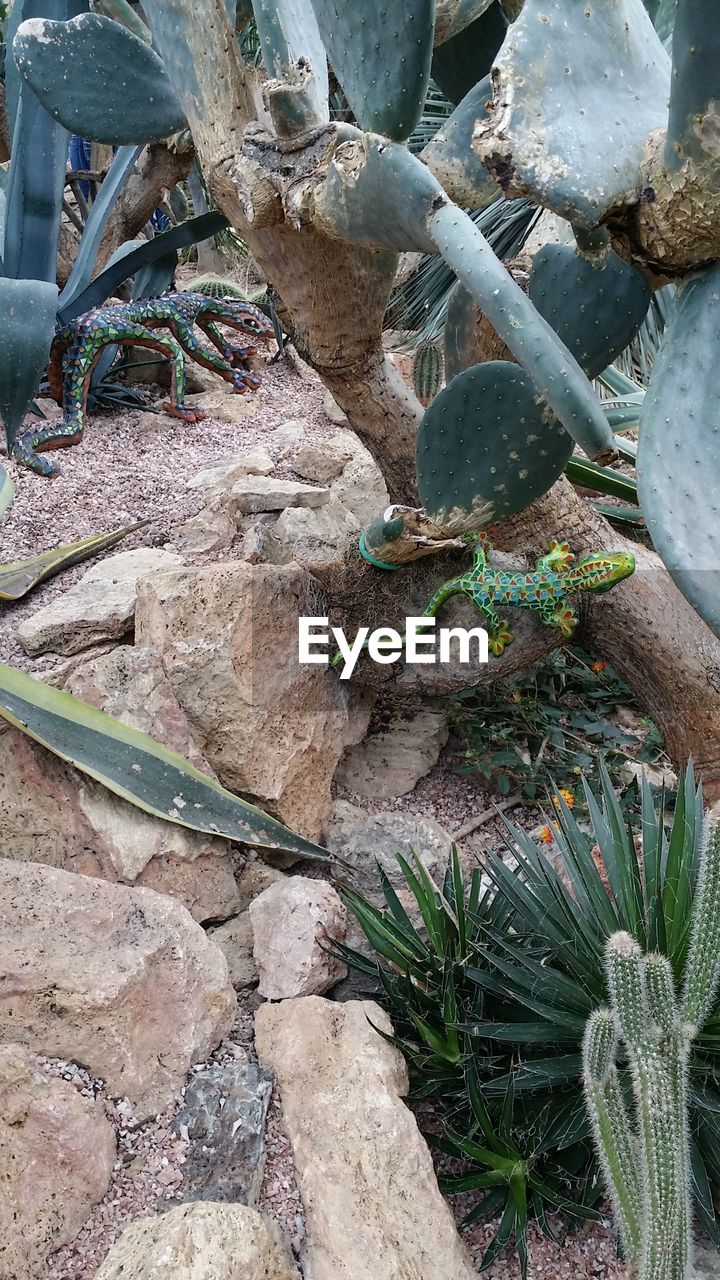 CLOSE-UP OF PLANTS