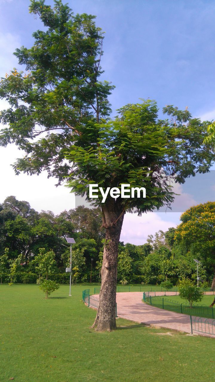 Trees on landscape against sky