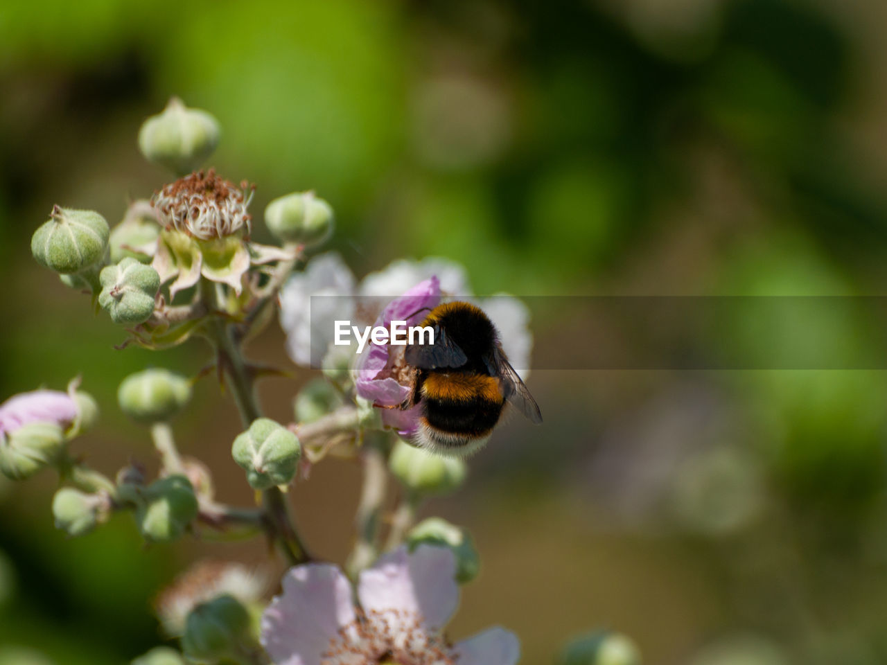 CLOSE-UP OF BEE POLLINATING ON FLOWER