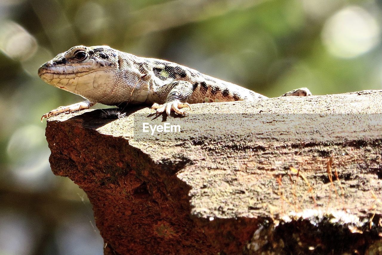 Lizard on the wall. 