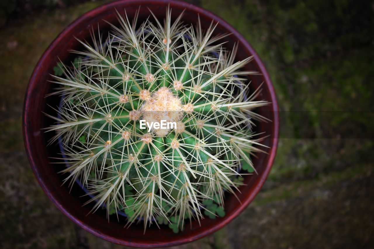 HIGH ANGLE VIEW OF CACTUS IN PLANT