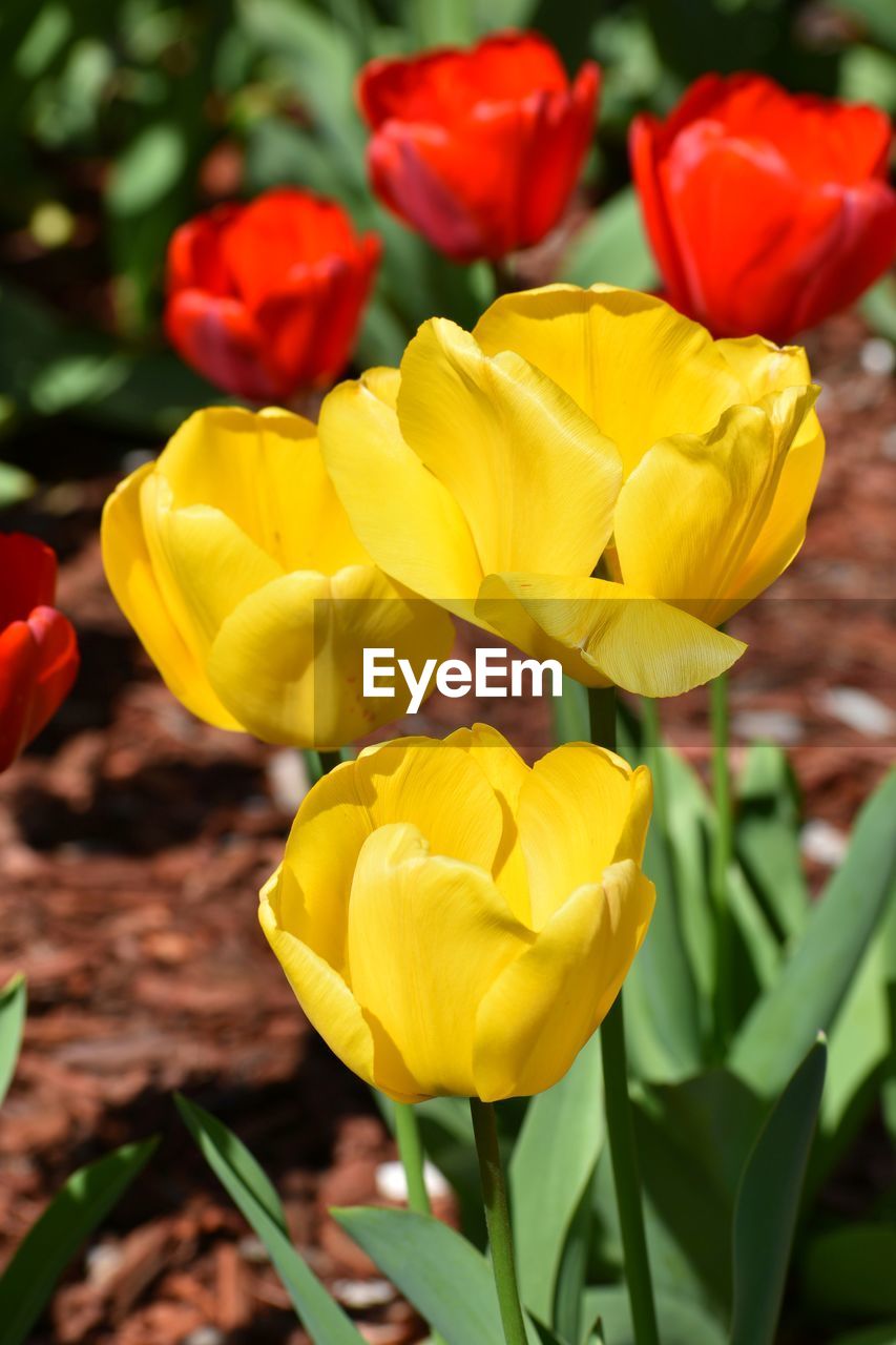 CLOSE-UP OF YELLOW TULIPS IN BLOOM