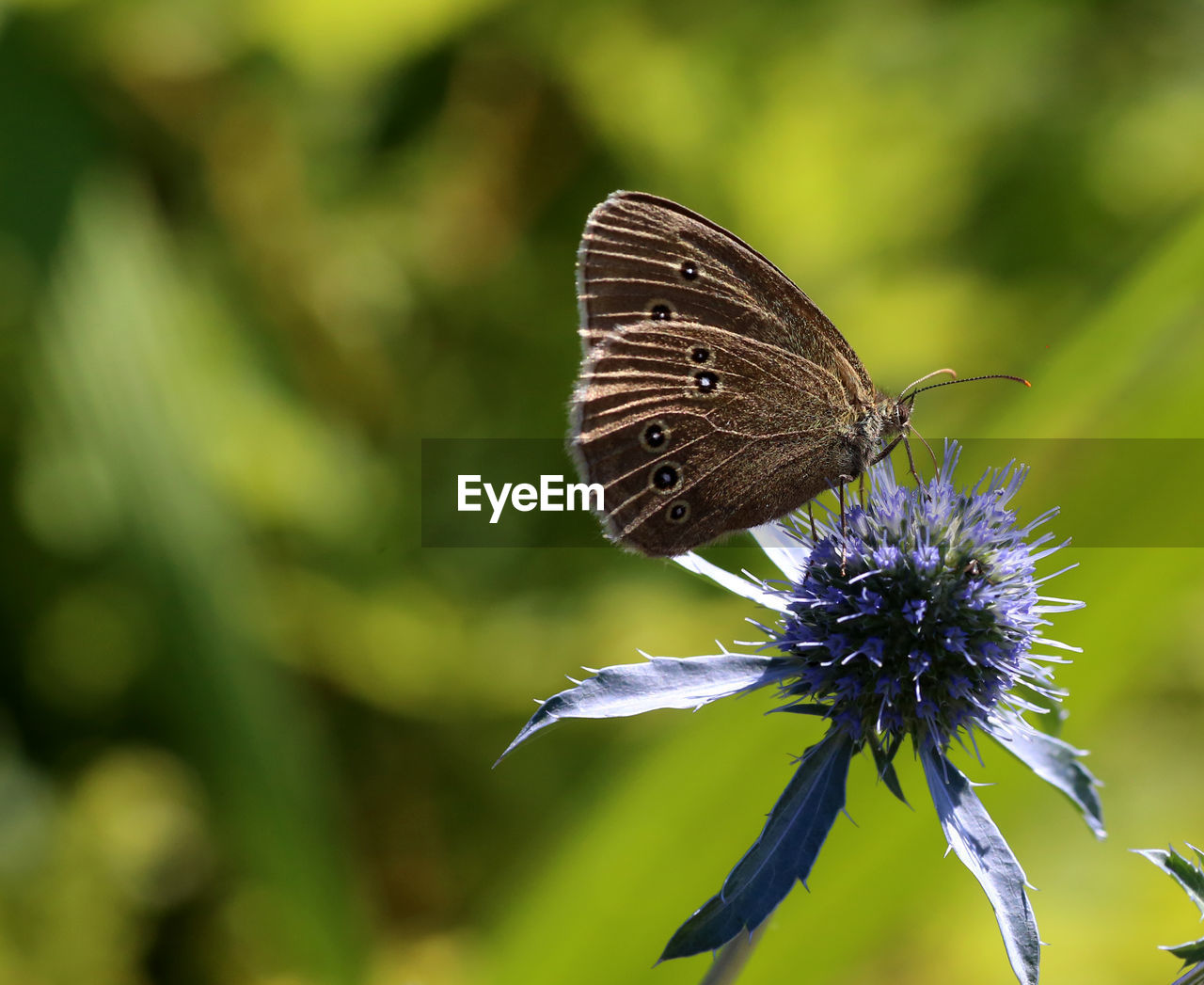 Close-up of butterfly on purple flower