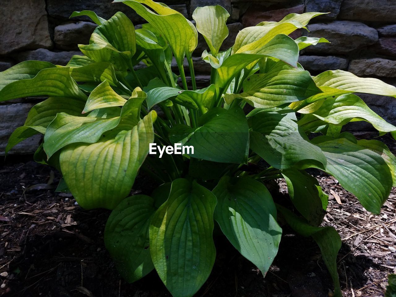 CLOSE-UP OF PLANT GROWING ON A TREE