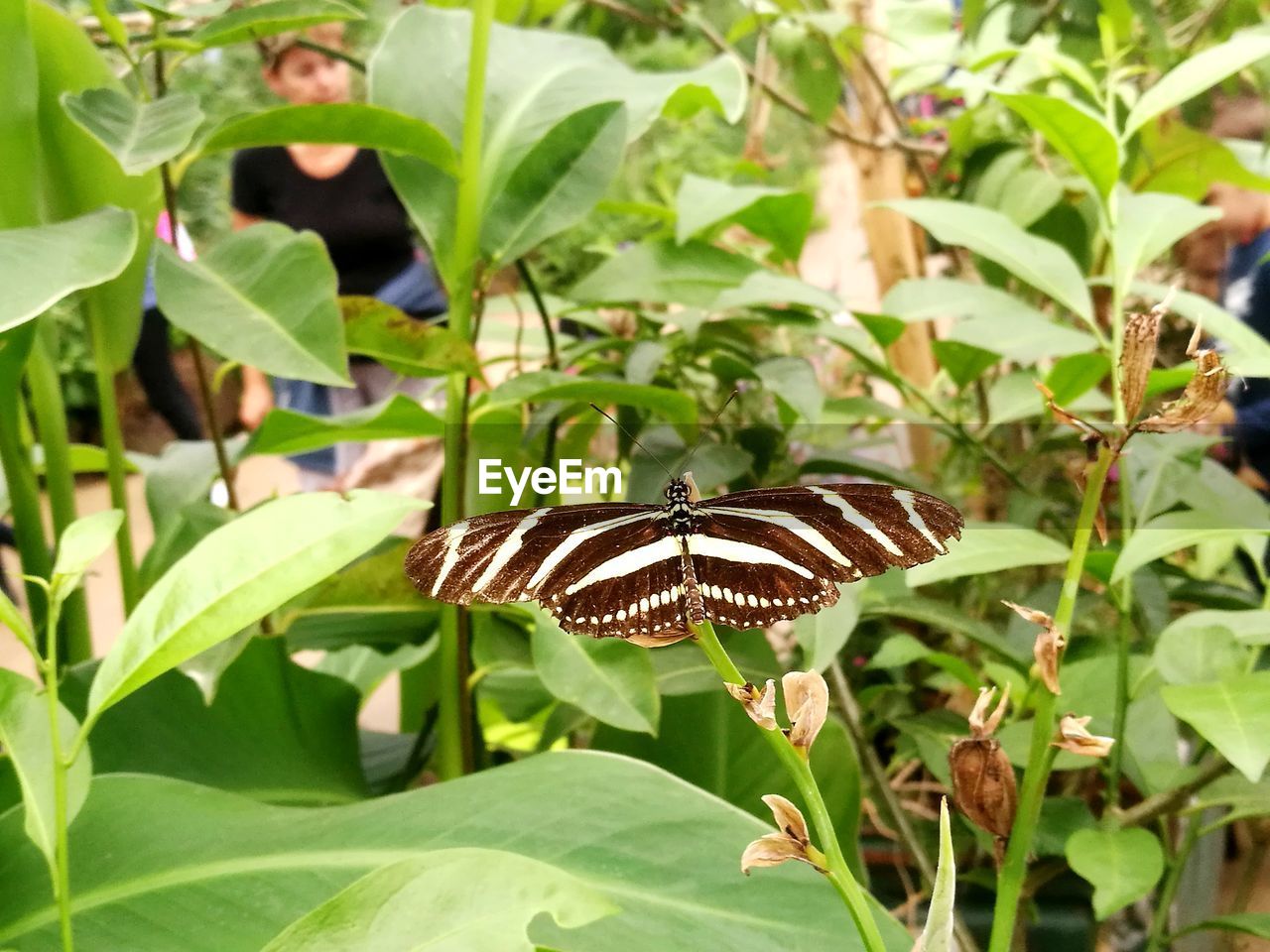 BUTTERFLY ON LEAF