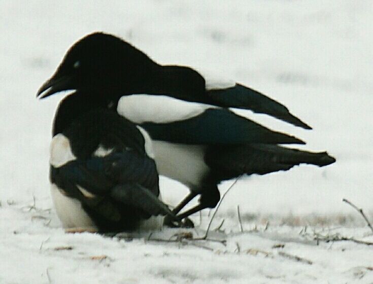 CLOSE-UP OF BLACK BACKGROUND