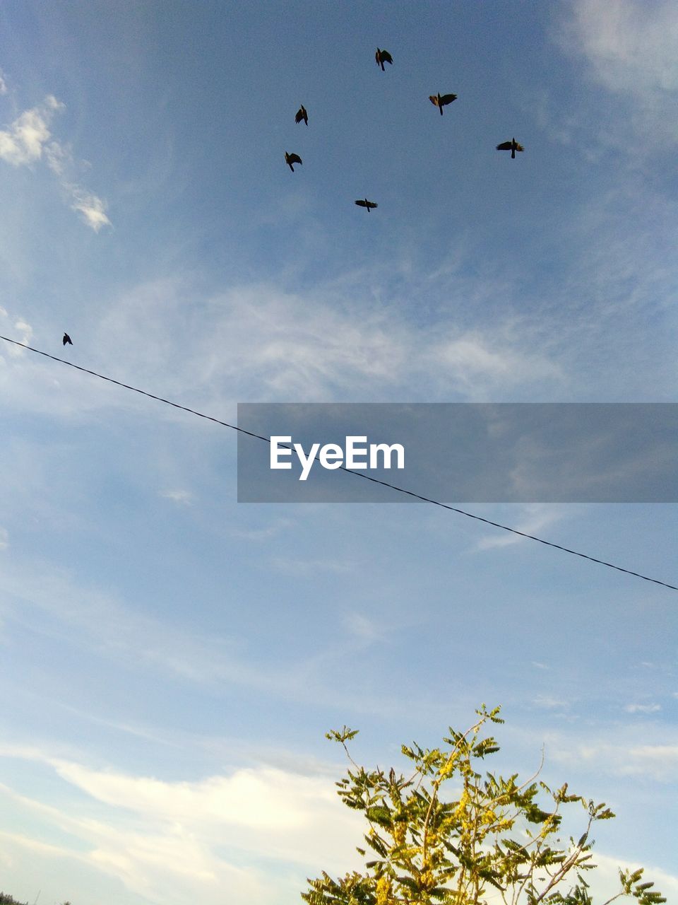 LOW ANGLE VIEW OF BIRDS AGAINST SKY