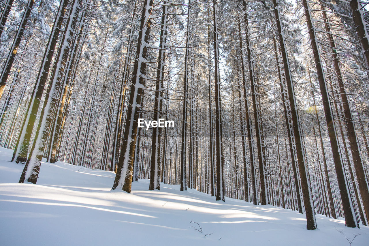 high angle view of trees on snow covered field