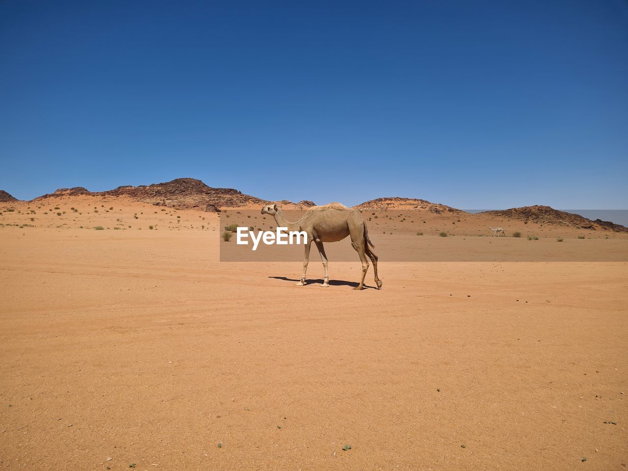 Camel standing on desert against clear sky