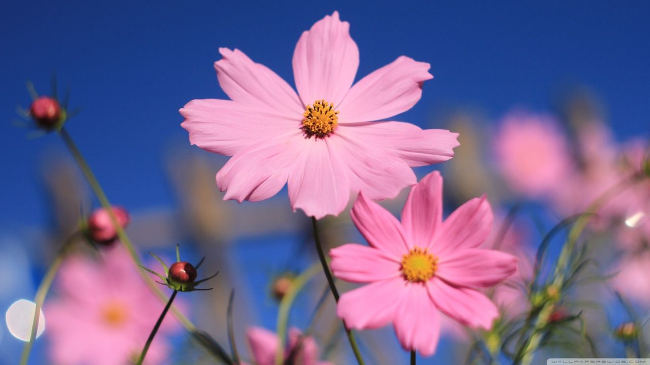 Close-up of pink flowers in springtime