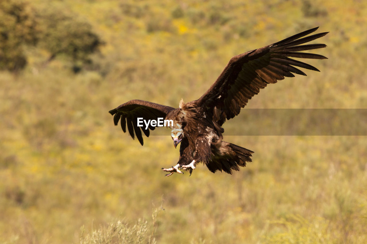 LOW ANGLE VIEW OF EAGLE FLYING OVER THE LAND