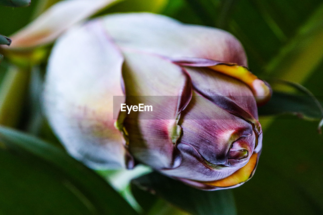 A close up view of banana flower head in shades of purple and yellow with a blurred green background