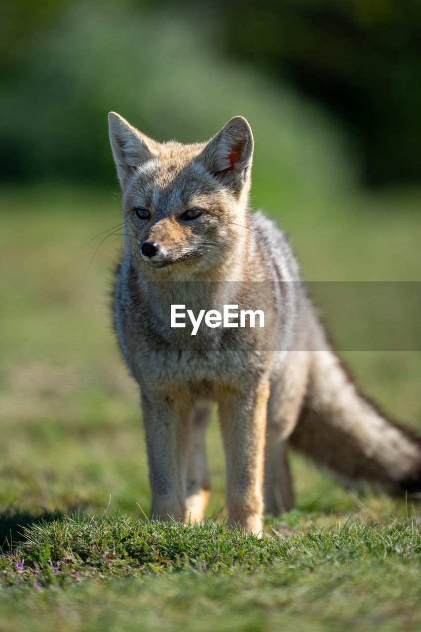 fox standing on field