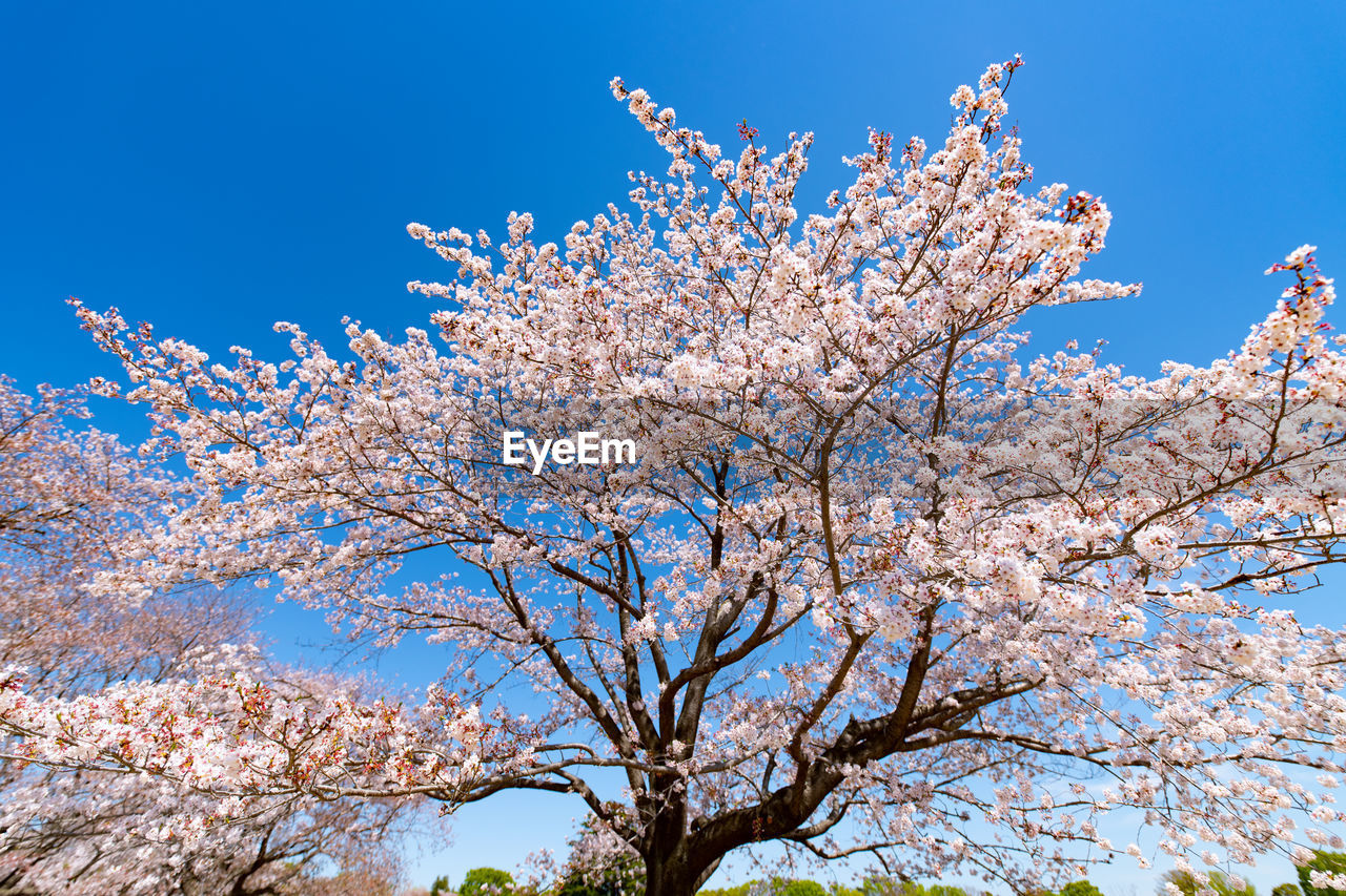 LOW ANGLE VIEW OF CHERRY BLOSSOMS AGAINST CLEAR BLUE SKY