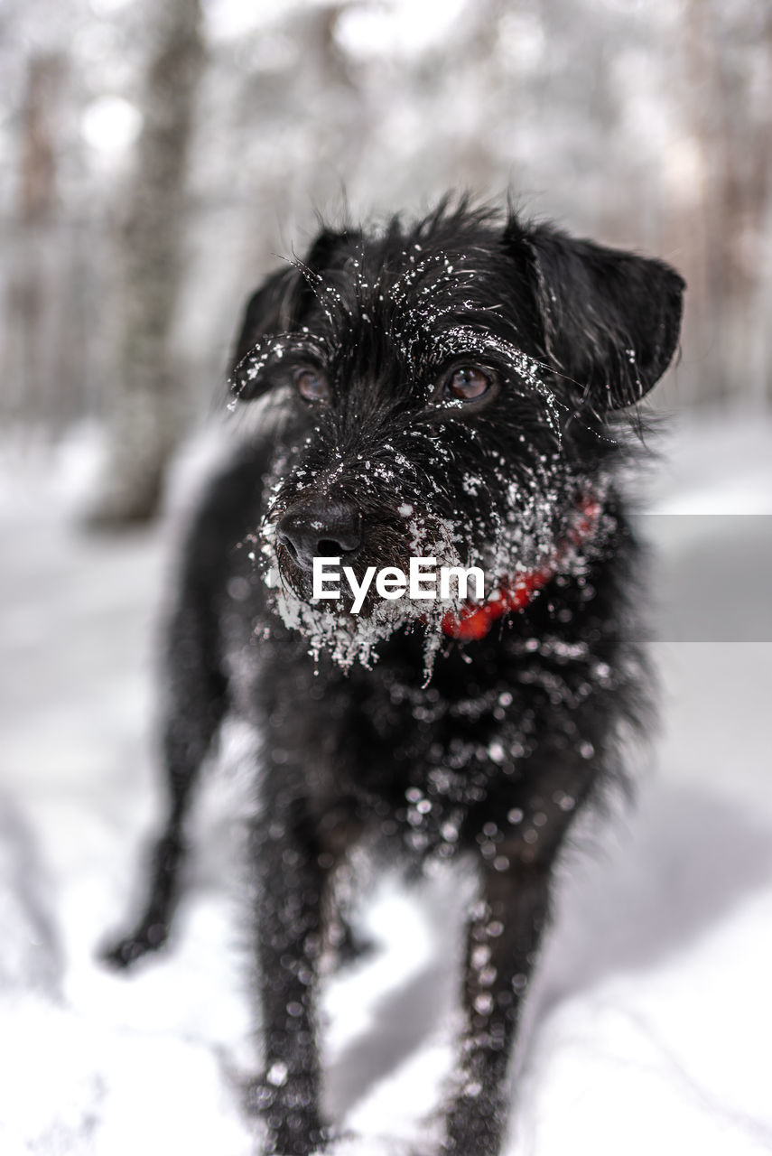 animal themes, one animal, animal, pet, mammal, canine, dog, domestic animals, snow, winter, cold temperature, black, nature, no people, carnivore, tree, day, outdoors, portrait, snowing, environment, land