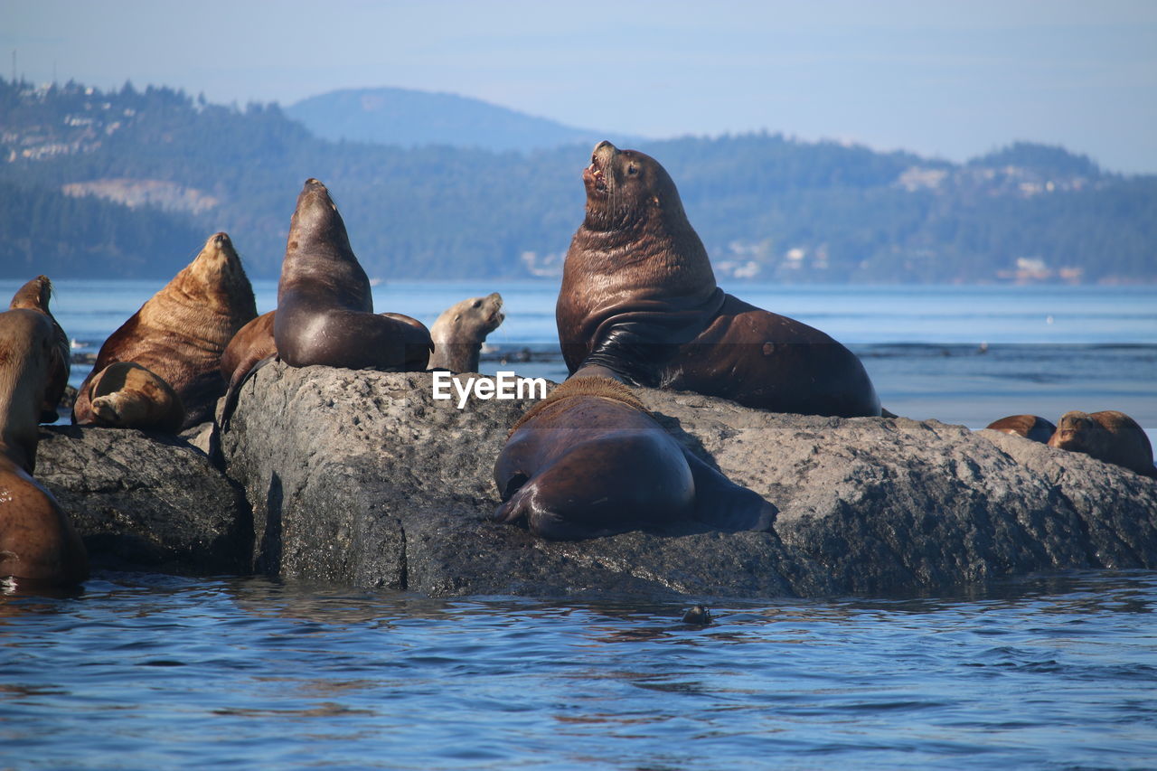 Seals in victoria, bc