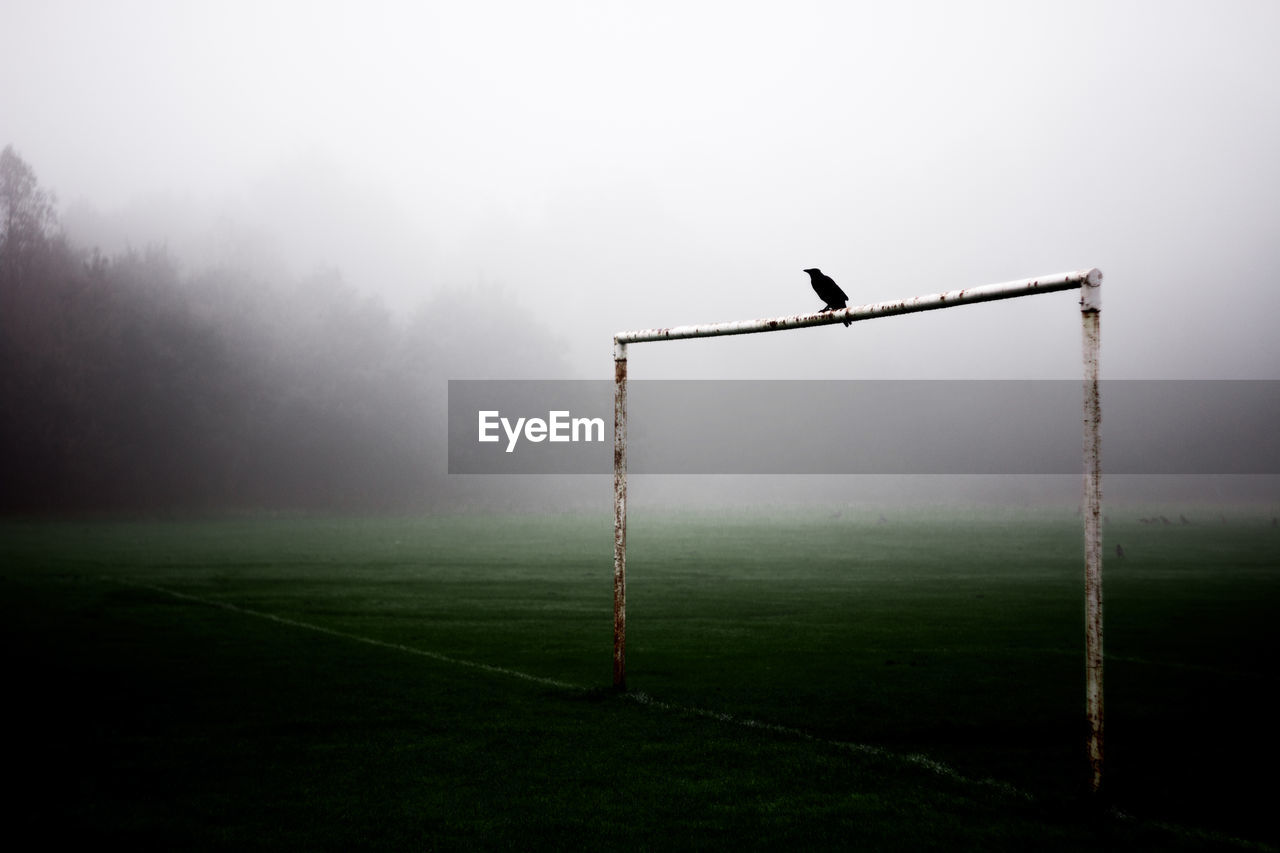 Bird perching on pole of soccer field