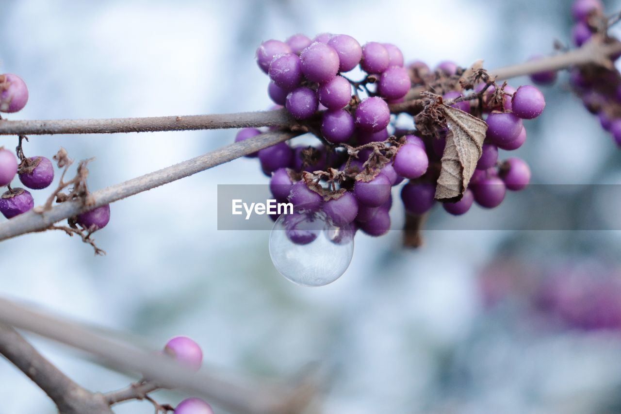 Close-up of fresh pink flowers on branch with bubble