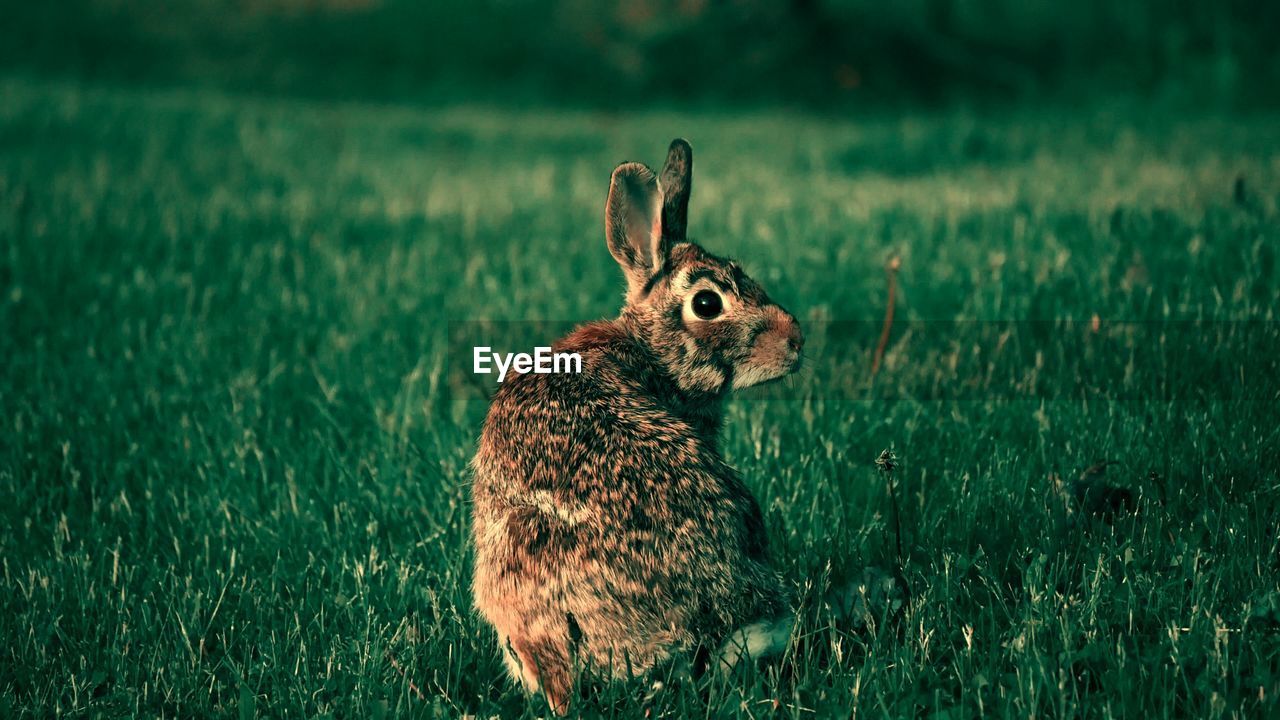 Close-up of rabbit sitting on field