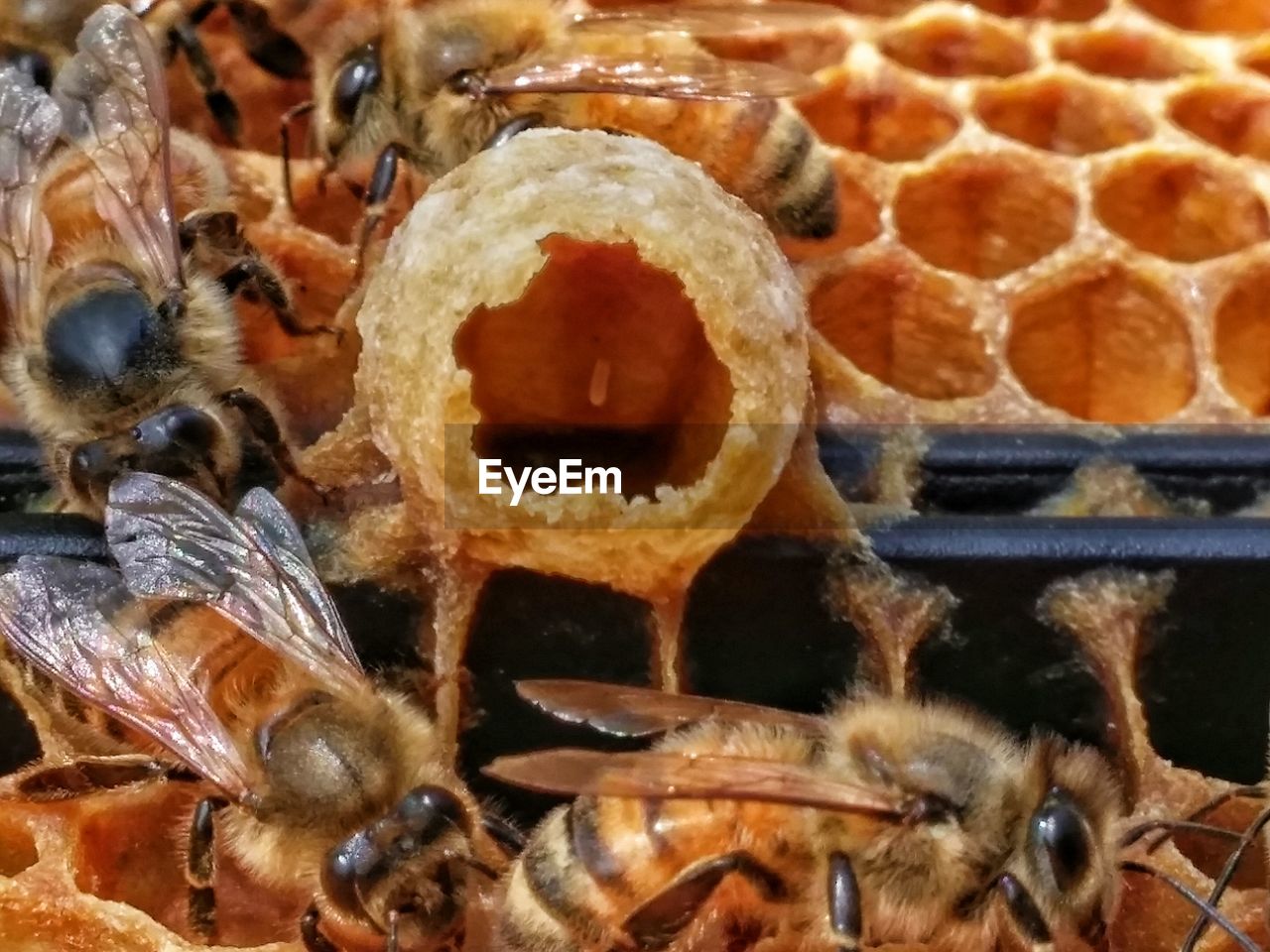 Close-up of bees on honeycomb