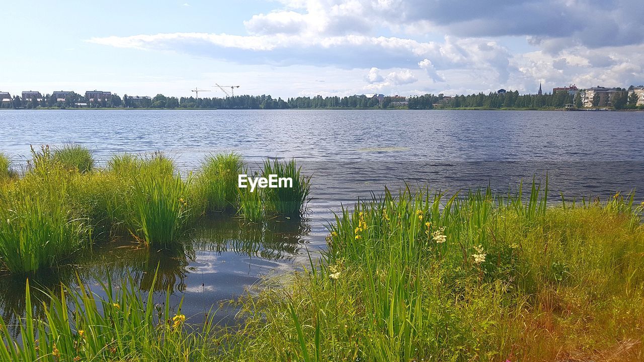 PLANTS GROWING BY LAKE AGAINST SKY