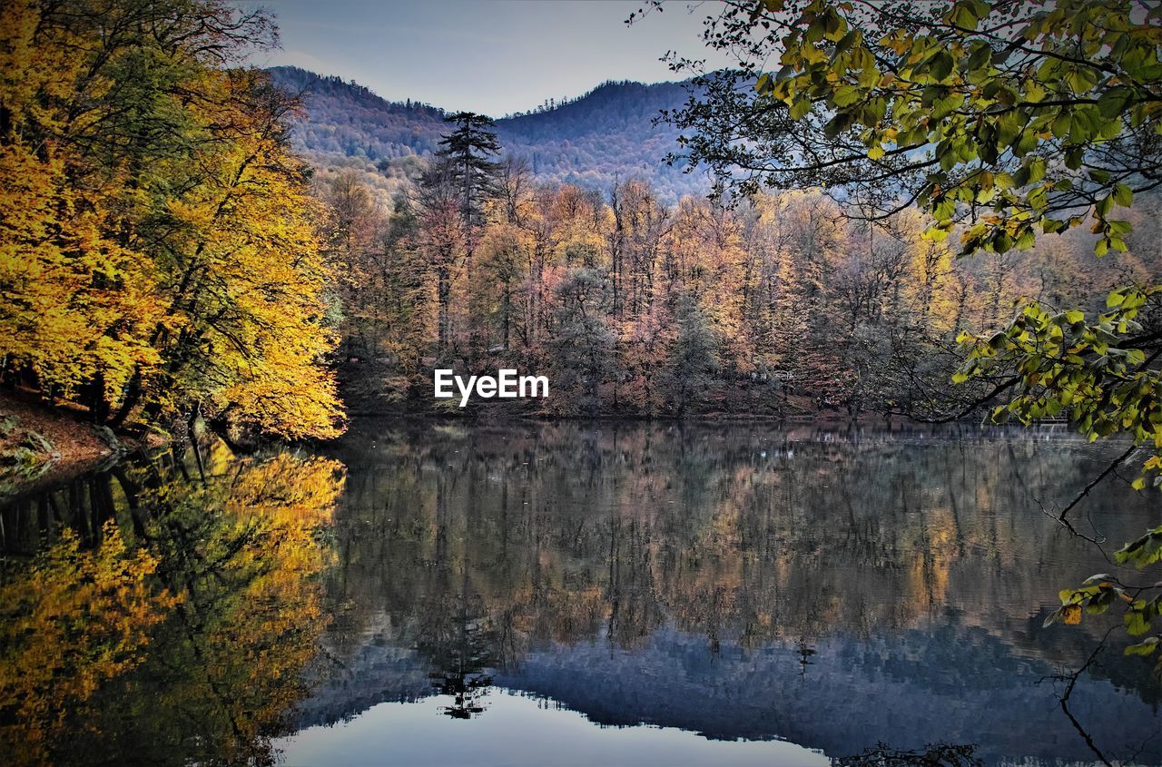 REFLECTION OF TREES IN WATER