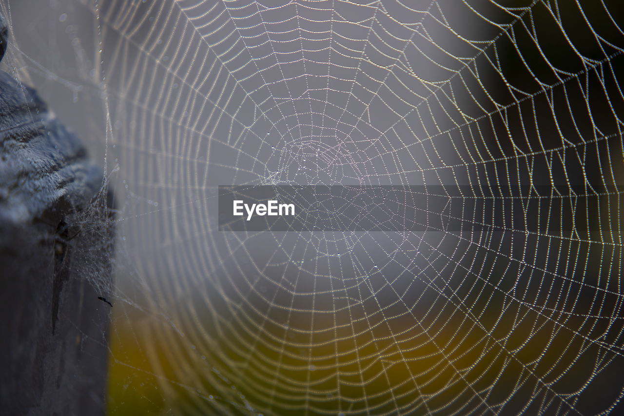 Close-up of spider web