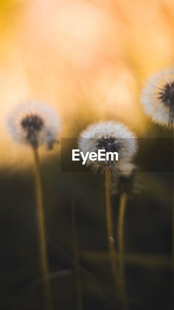 Close-up of dandelions