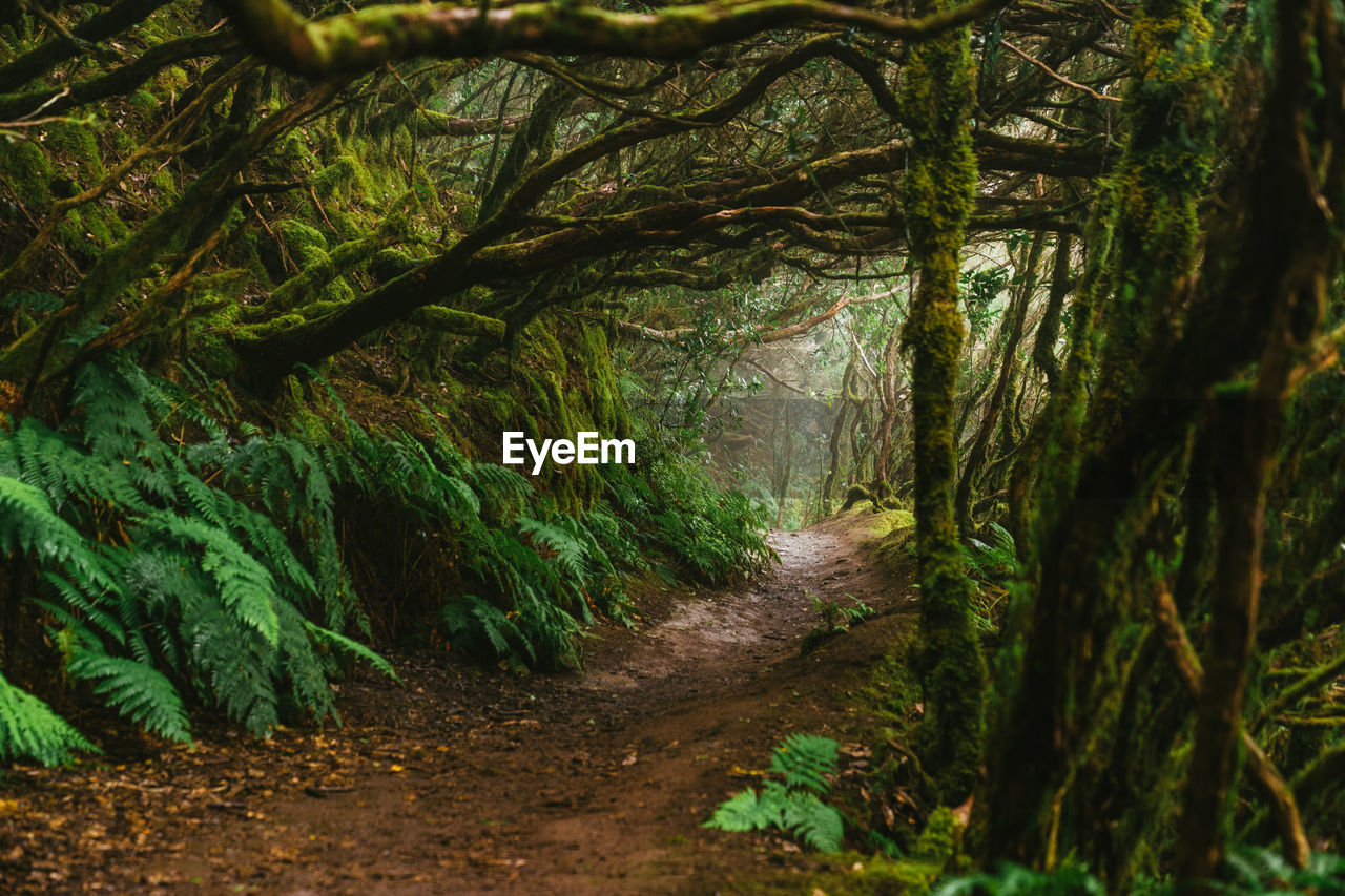 Footpath through dense laurel forest or laurisilva, laurissilva on spanish island tenerife