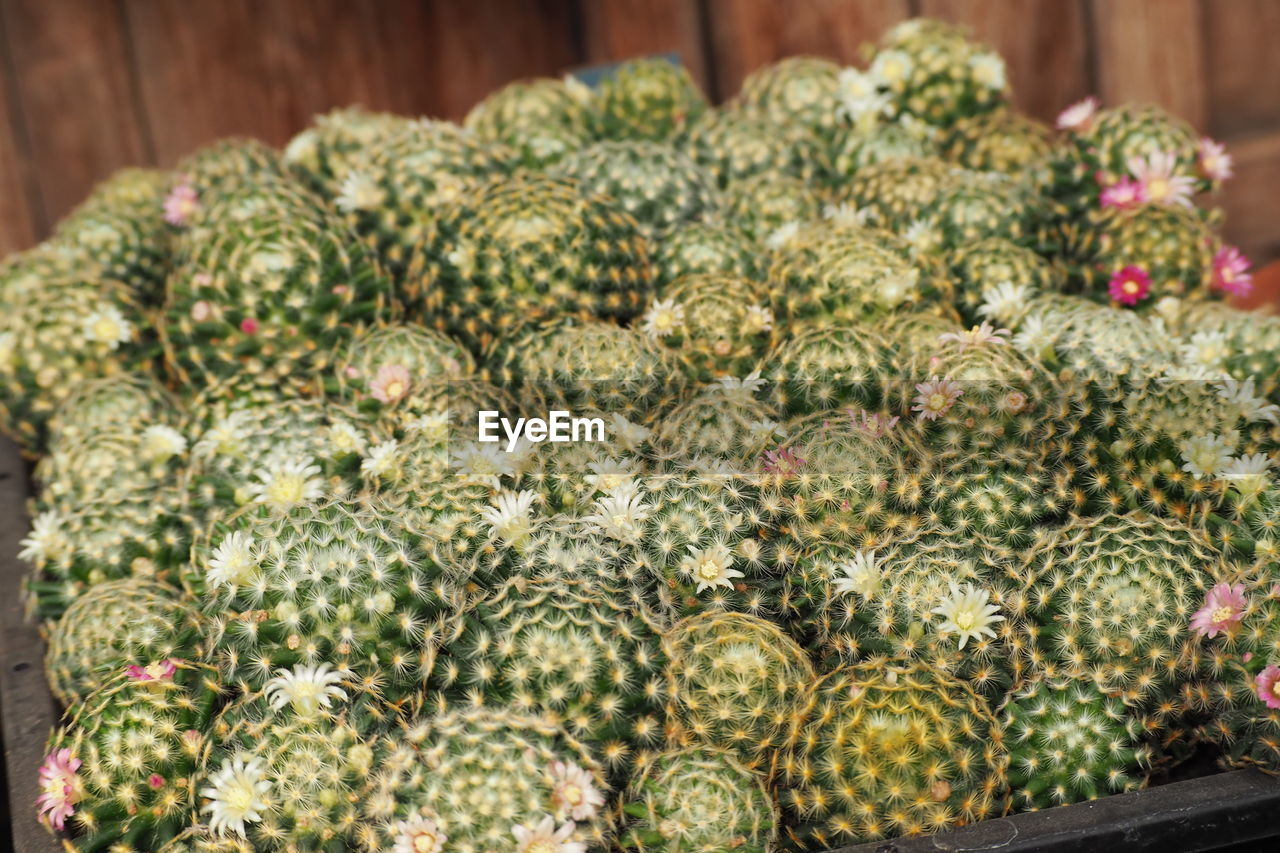 CLOSE-UP OF FRUITS GROWING IN MARKET