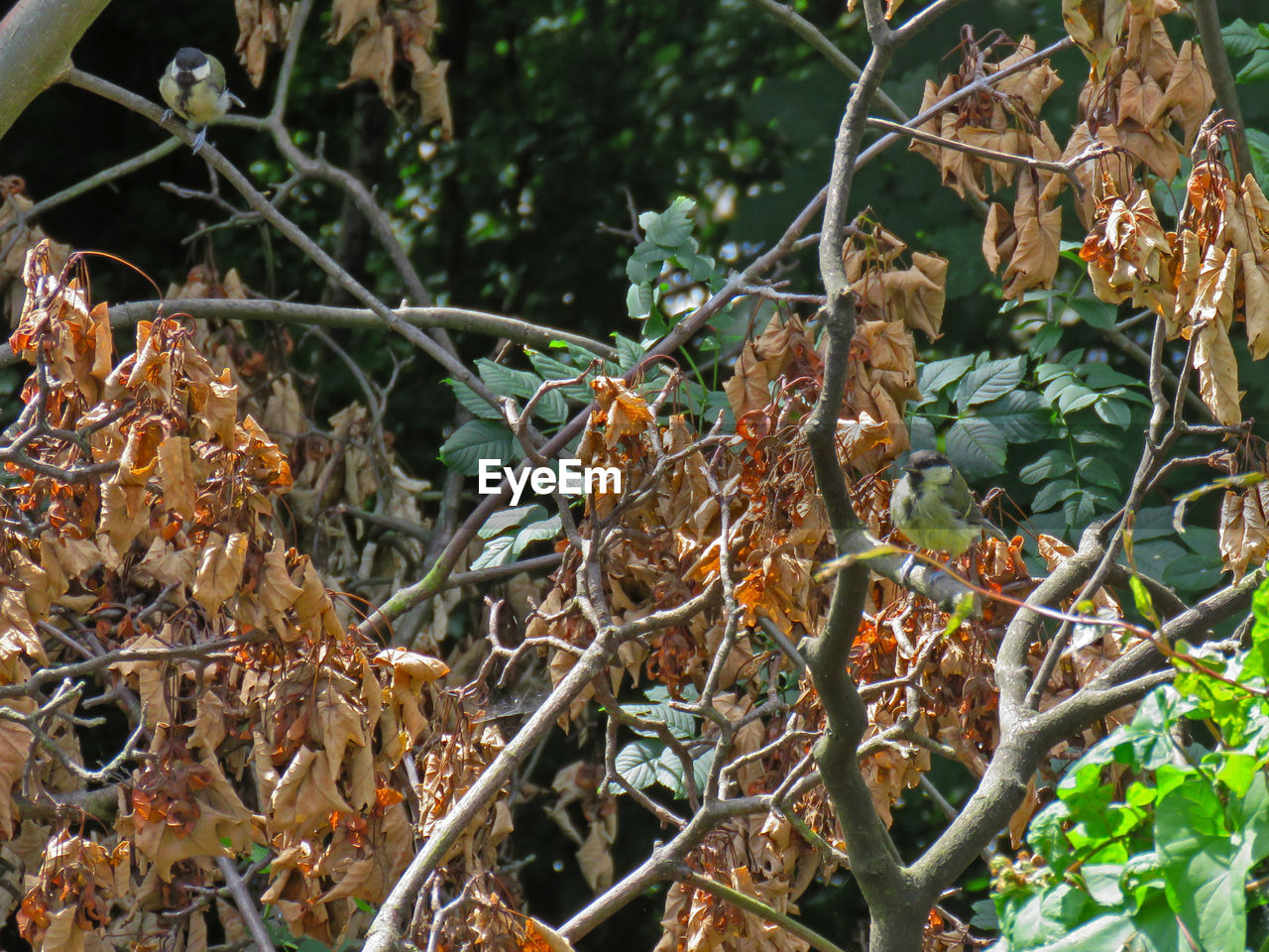 CLOSE-UP OF SNAKE ON BRANCH