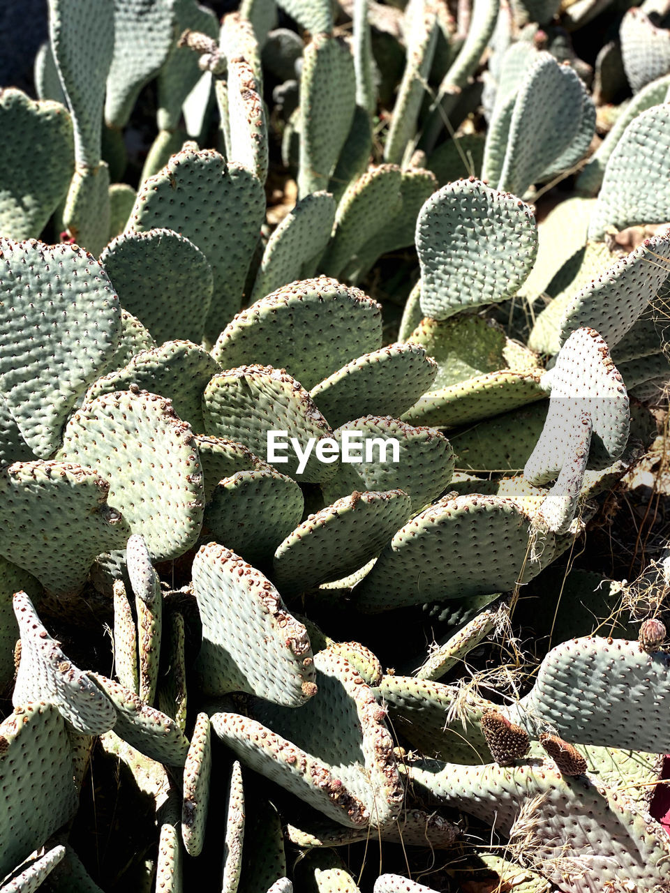 cactus, plant, growth, no people, full frame, nature, day, backgrounds, prickly pear, succulent plant, beauty in nature, flower, sunlight, nopal, barbary fig, green, outdoors, high angle view, close-up, abundance, thorn, plant part, leaf, land