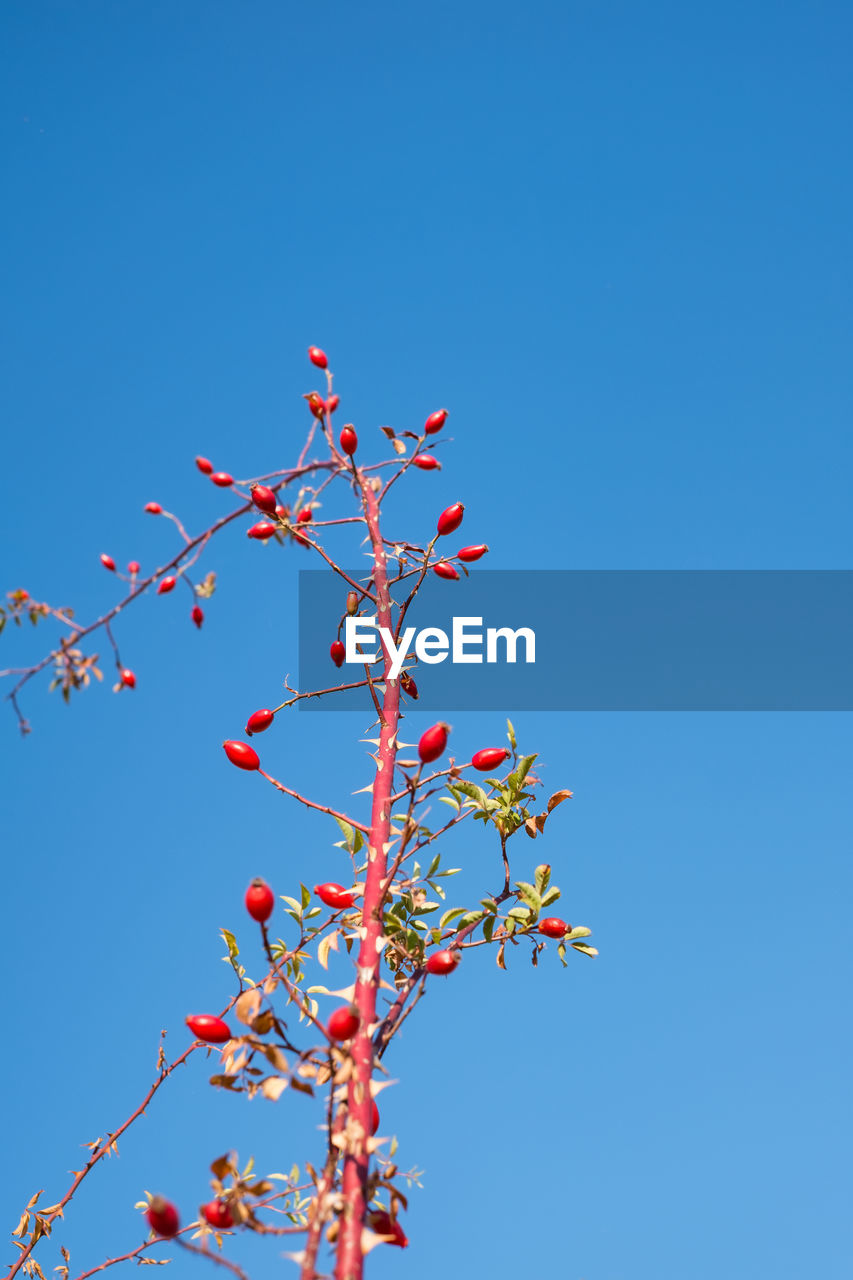 Low angle view of flowering plant against clear blue sky