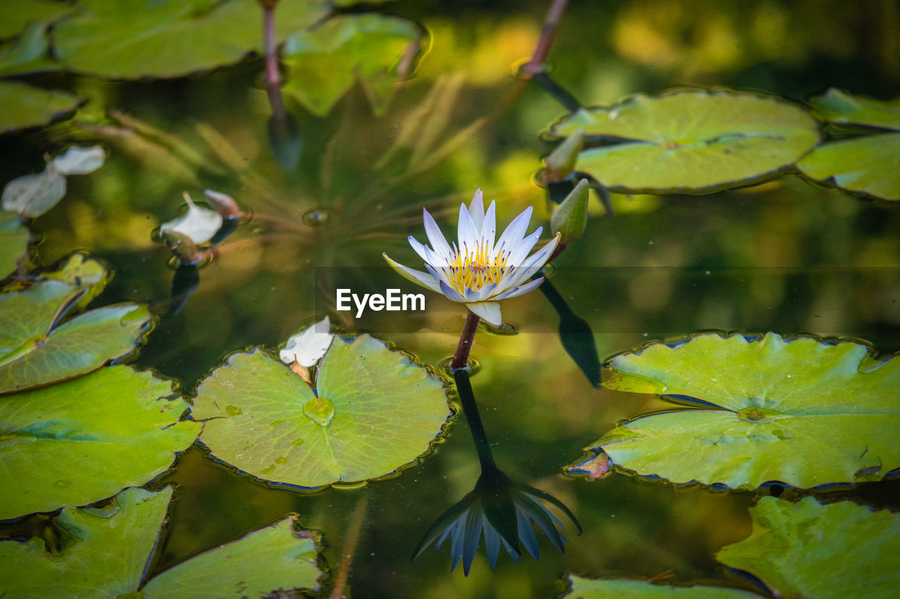 green, nature, flower, leaf, water, plant part, plant, water lily, lake, flowering plant, beauty in nature, yellow, freshness, lotus water lily, social issues, reflection, environment, sunlight, floating, tree, floating on water, aquatic plant, lily, macro photography, close-up, no people, wildflower, environmental conservation, autumn, tranquility, outdoors, growth, blossom, springtime, fragility, flower head, underwater, animal wildlife, botany, petal, inflorescence, water plant, day, multi colored, landscape, wetland, summer, animal, wet, branch