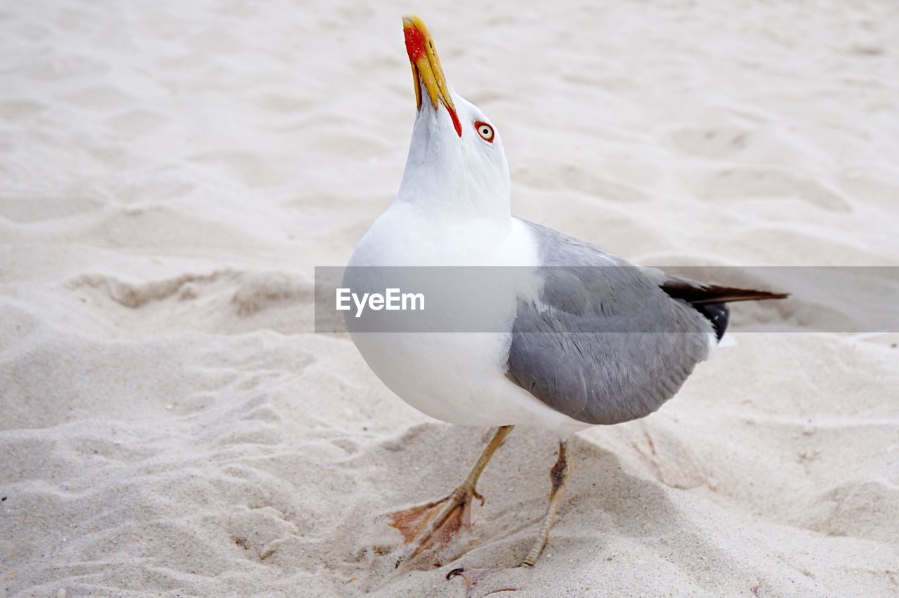 Full length of seagull with head back on sand