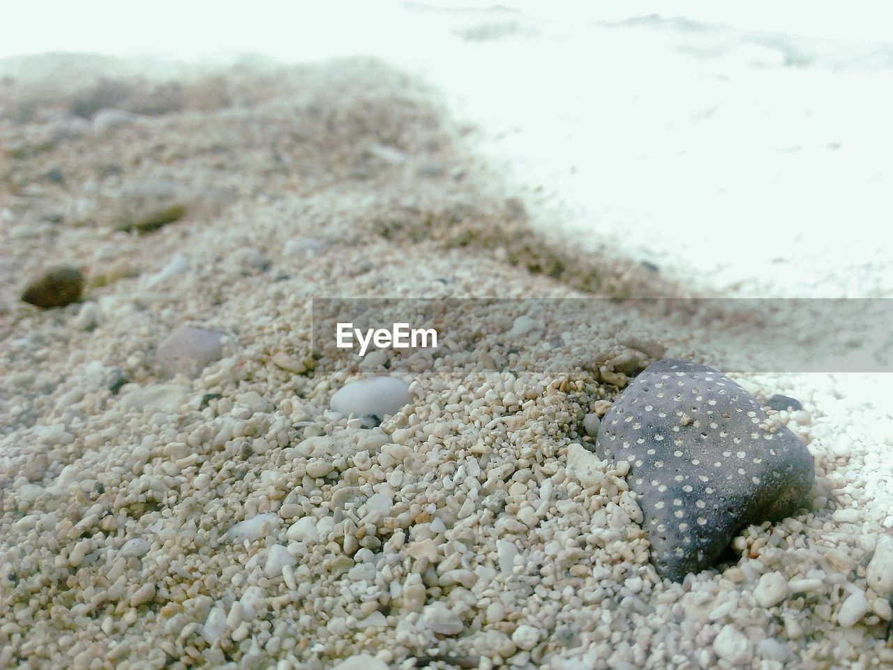 CLOSE-UP OF CRAB ON SAND