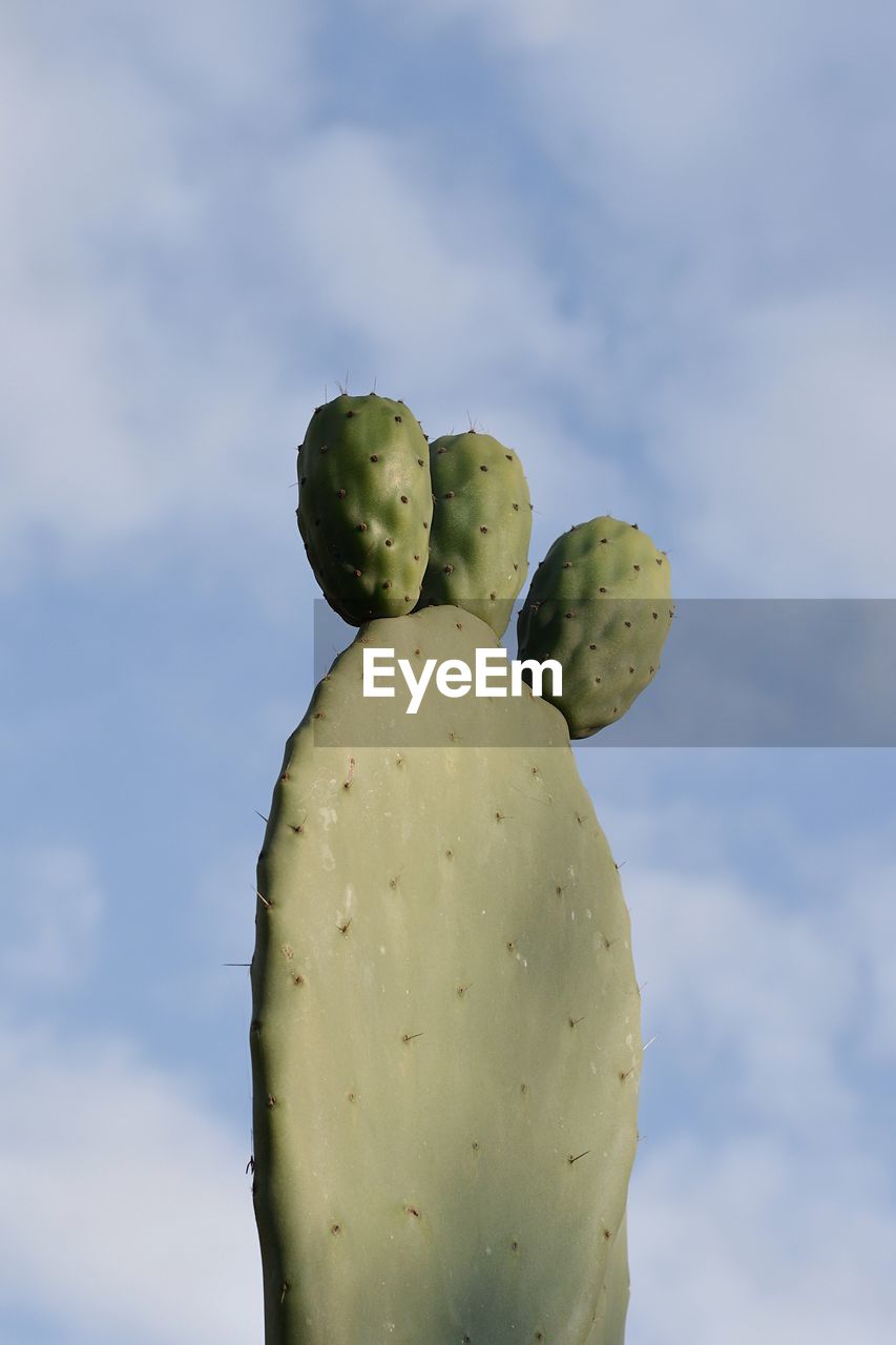 LOW ANGLE VIEW OF CACTUS GROWING AGAINST CLOUDY SKY