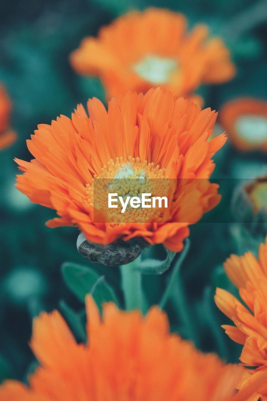 Close-up of orange flower