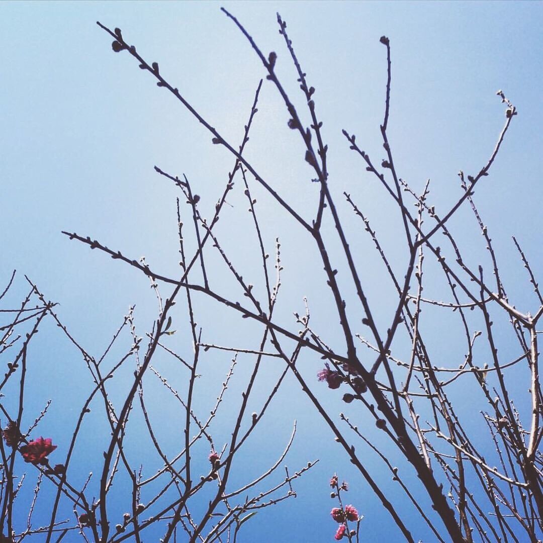 Low angle view of bare tree branches against clear sky