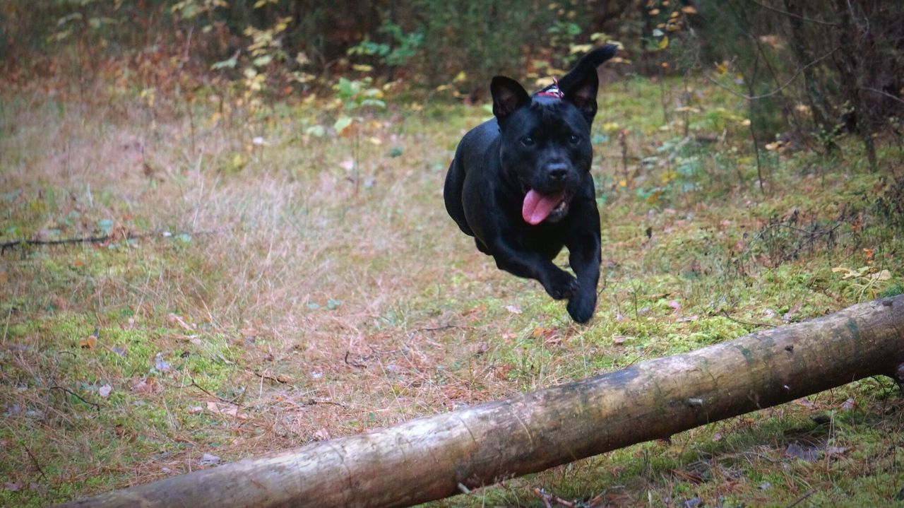 BLACK DOG ON GRASSLAND