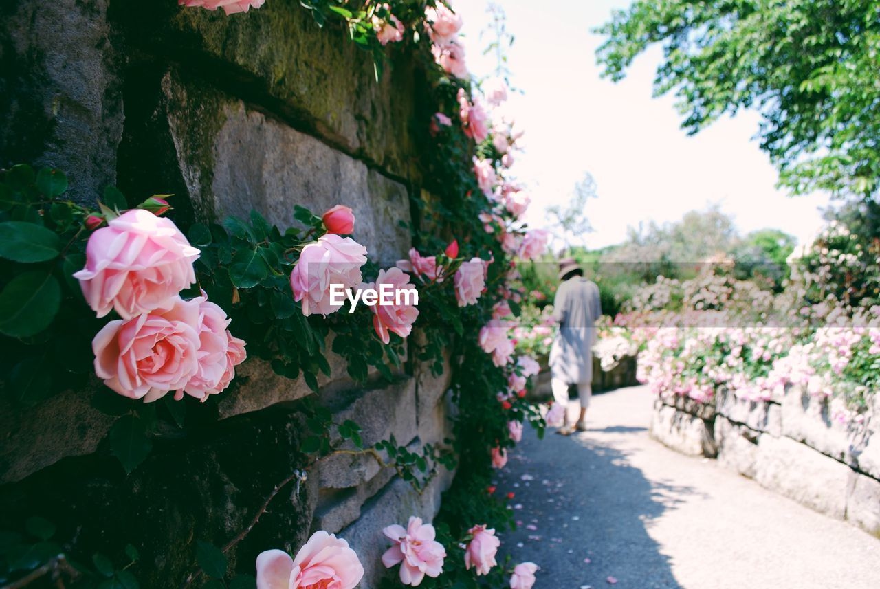 Pink flowers blooming in park