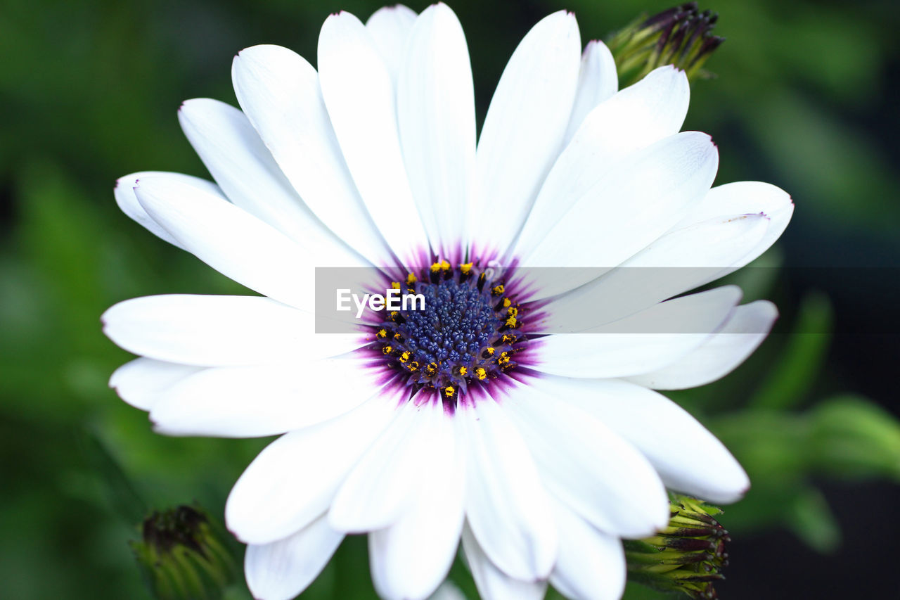 Close-up of white osteospermum blooming outdoors