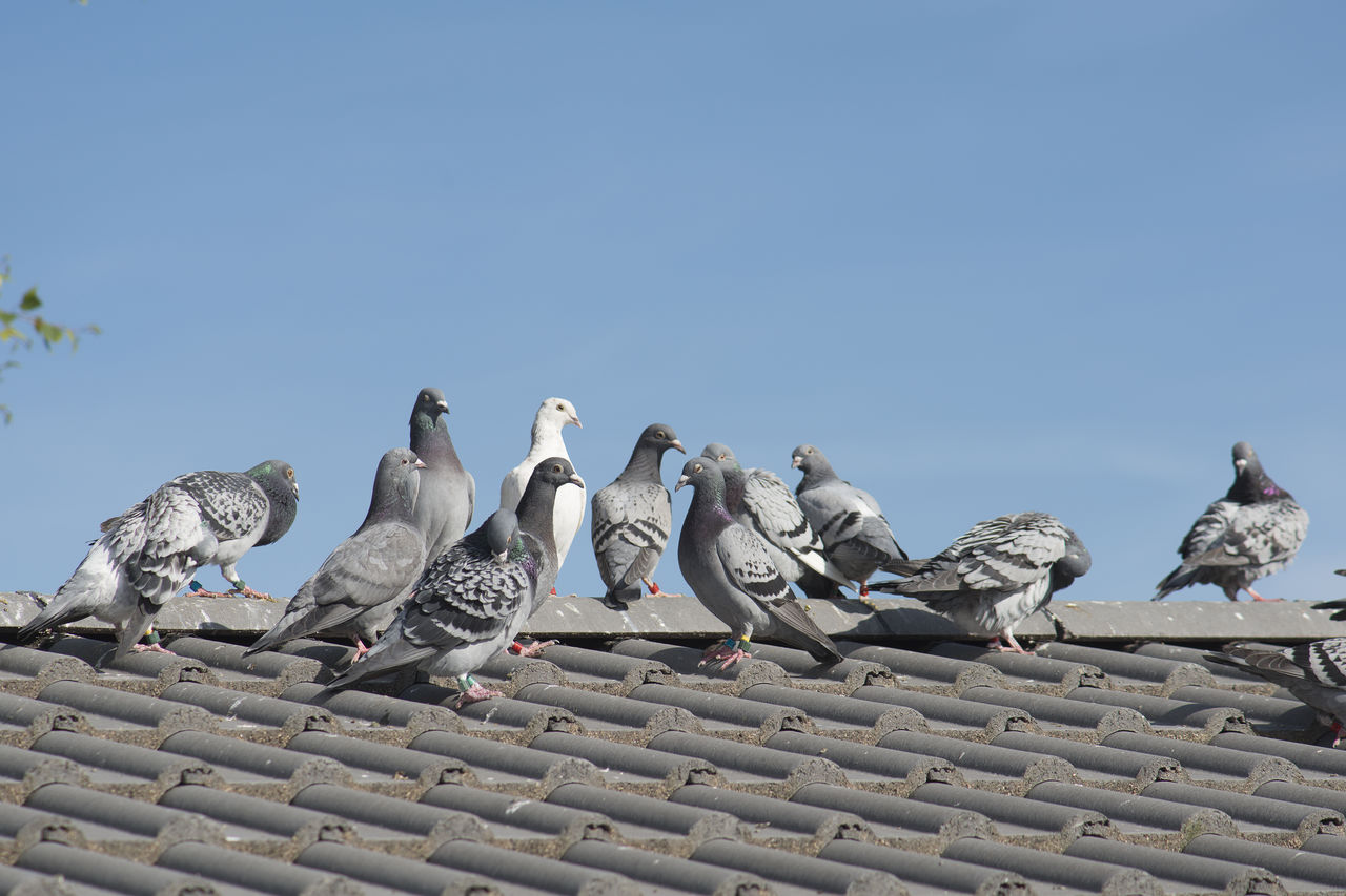 LOW ANGLE VIEW OF BIRDS PERCHING AGAINST SKY