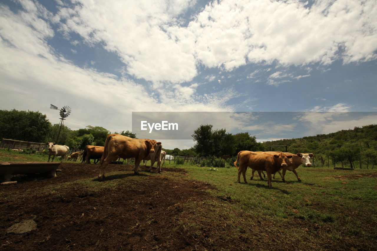 COWS GRAZING IN THE FIELD